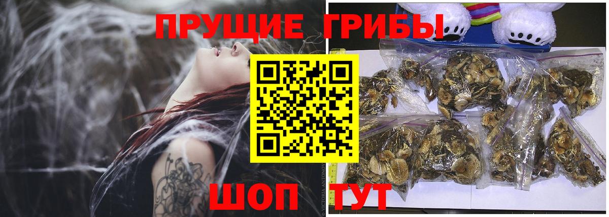 Галлюциногенные грибы GOLDEN TEACHER  где купить наркоту  Вышний Волочёк  Вход с VPN 